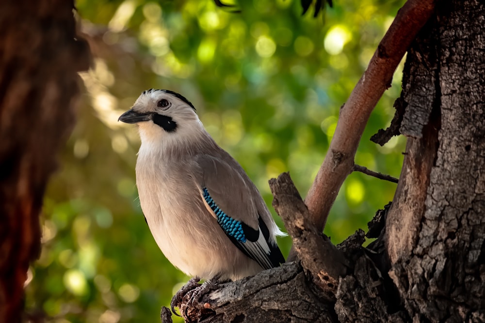 blue and white bird on brown tree branch during daytime