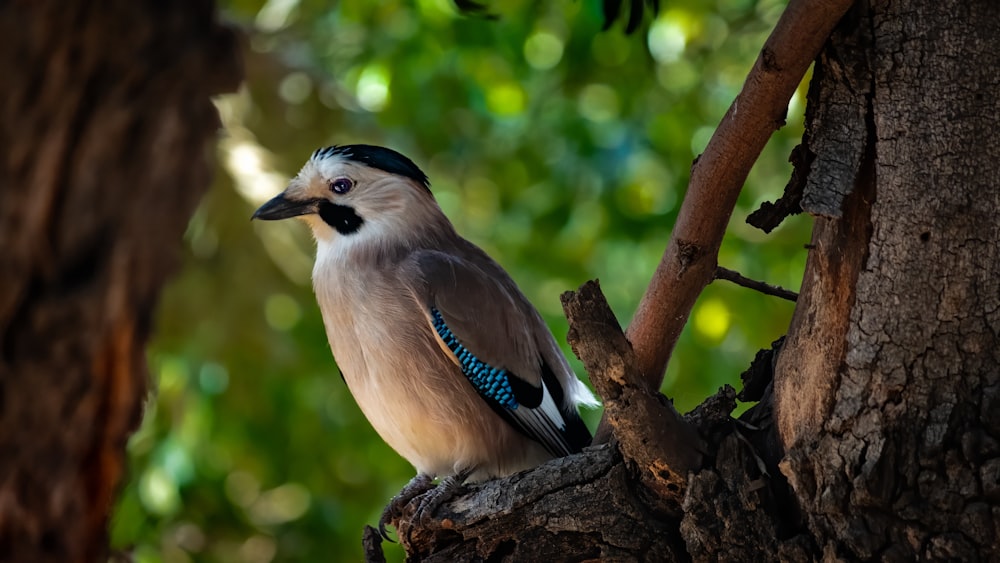 pássaro azul e branco no galho marrom da árvore durante o dia