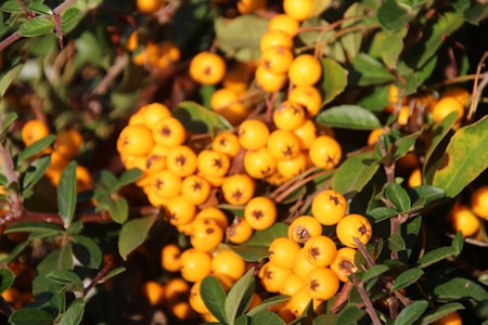 Clusters of round, vibrant orange berries are nestled among glossy green leaves. The sunlight casts warm highlights on the berries, accentuating their smooth texture and rich color contrast against the foliage.