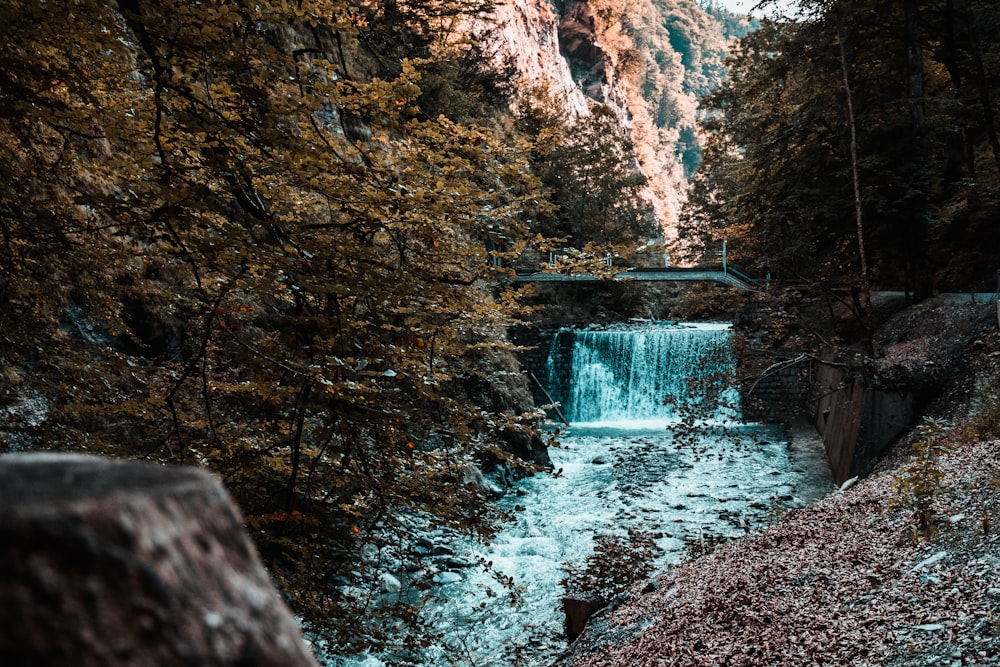 river between trees during daytime