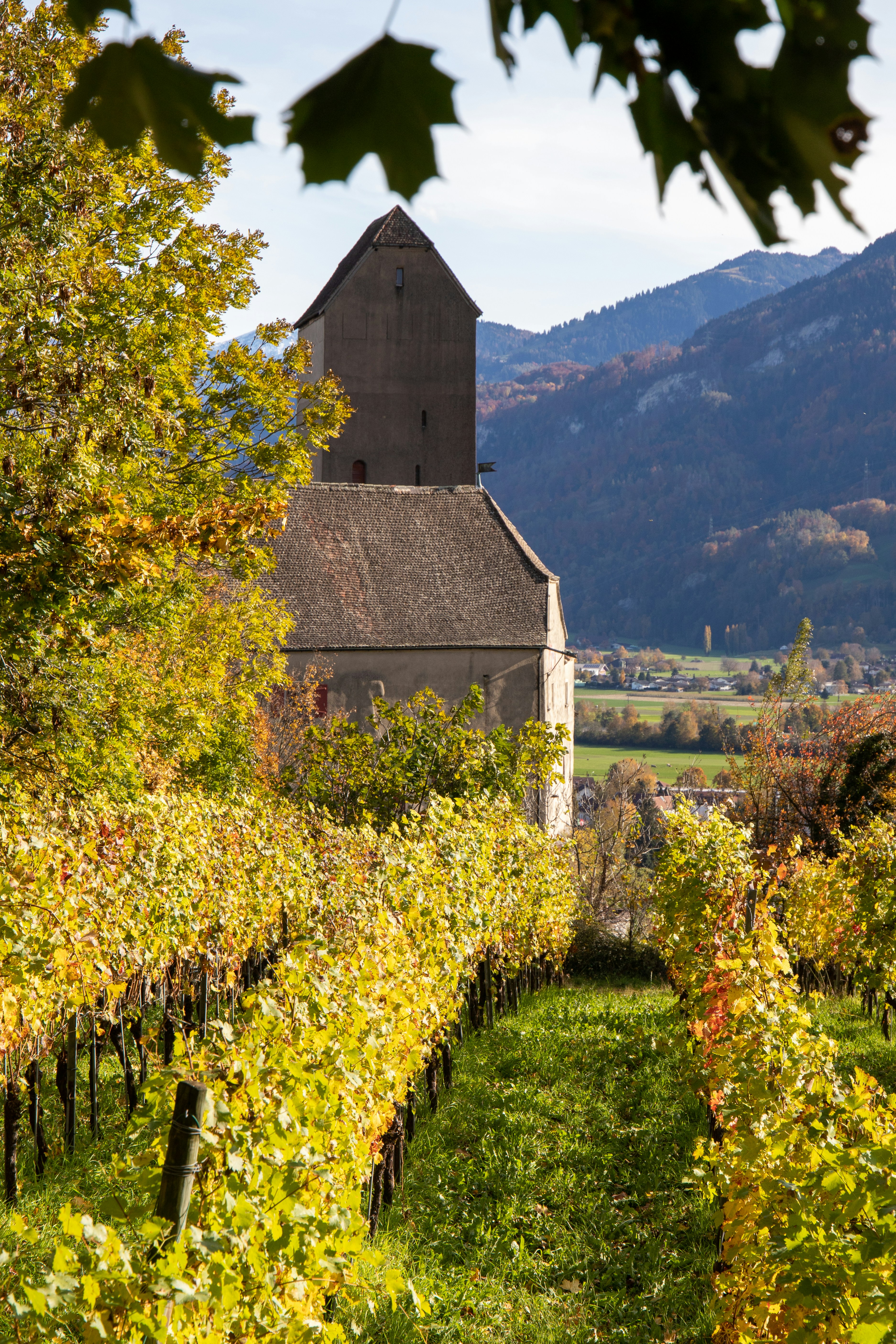 The Picpoul Varietals