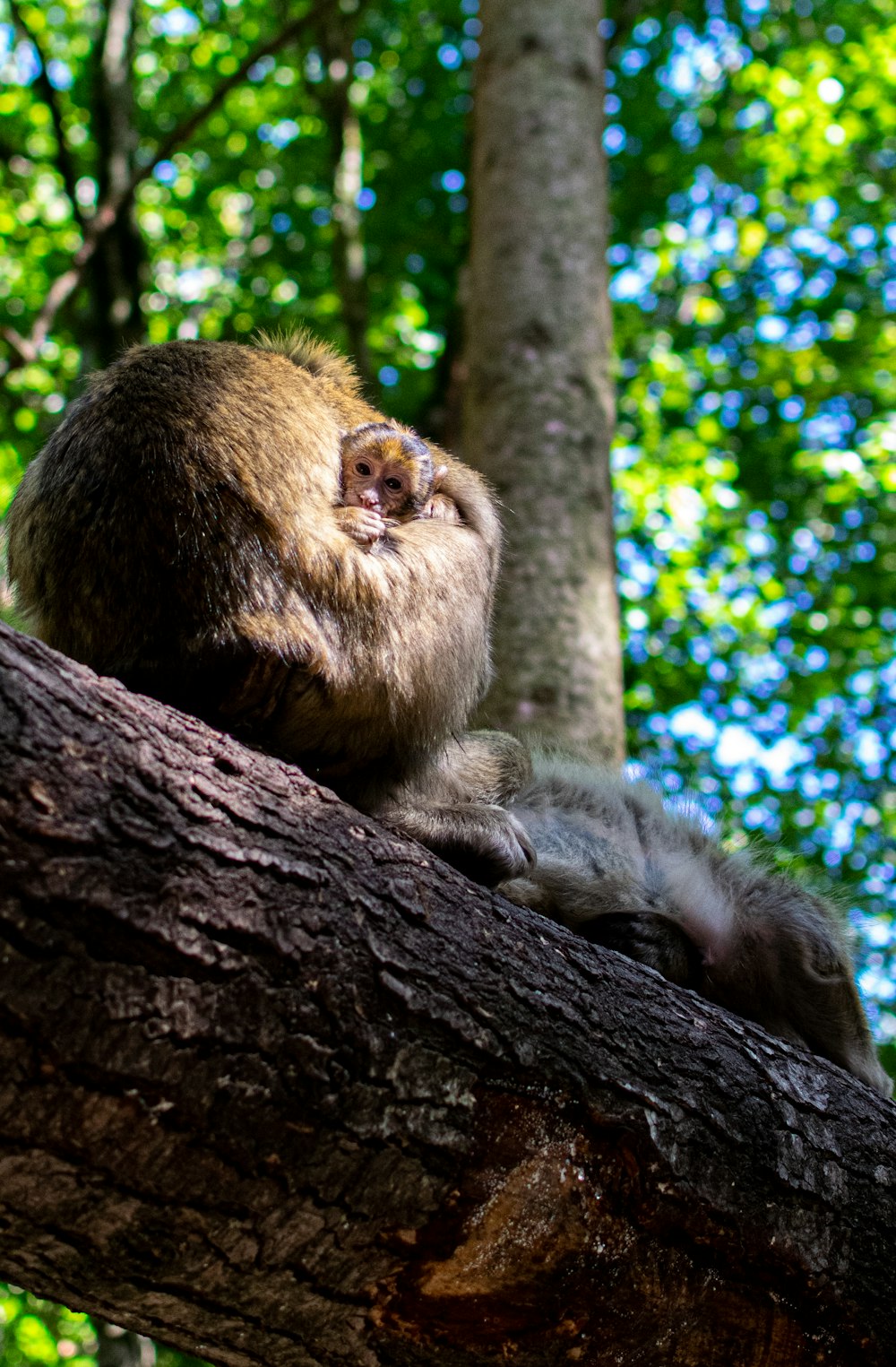 monkey on tree during daytime