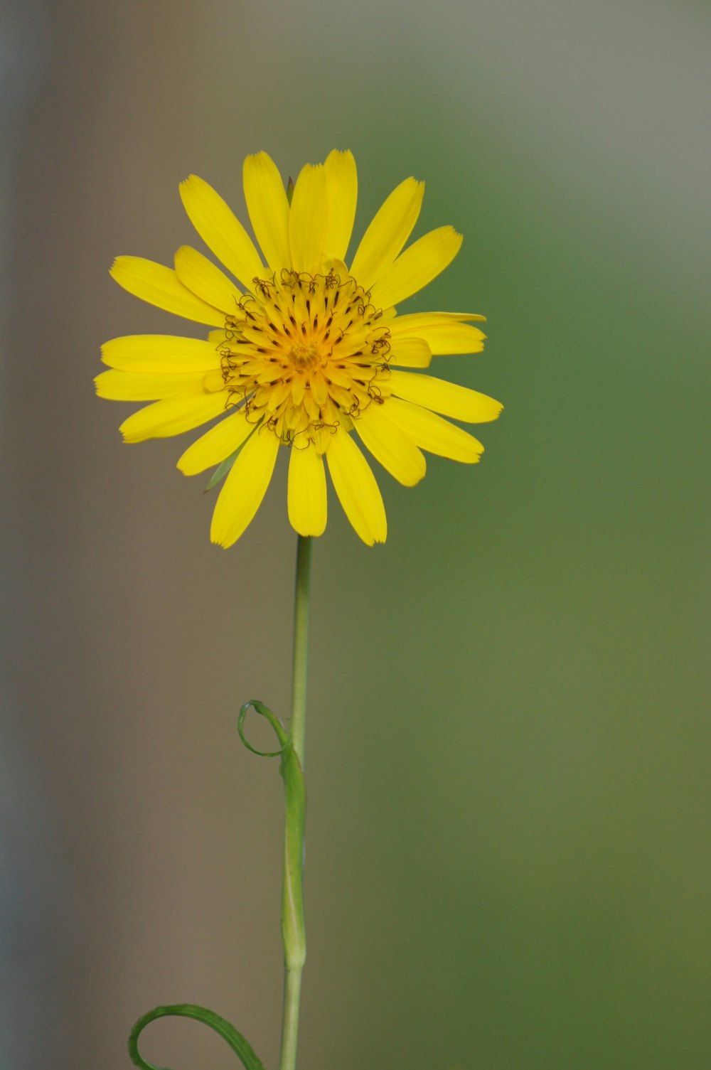 yellow flower in tilt shift lens