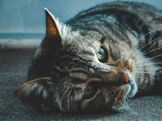 brown tabby cat lying on floor
