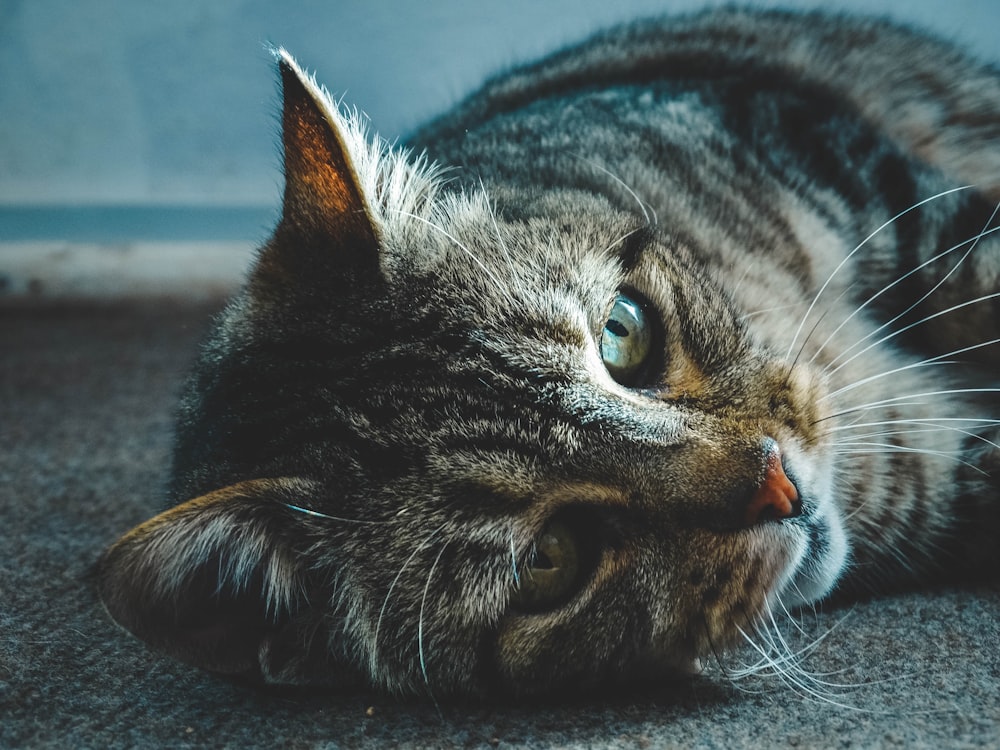 brown tabby cat lying on floor