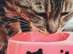 Close-up of a sleek, modern automatic pet feeder with digital controls and a cat drinking from a smart water fountain.
