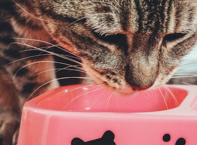Close-up of a sleek, modern automatic pet feeder with digital controls and a cat drinking from a smart water fountain.