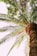 green palm tree during daytime