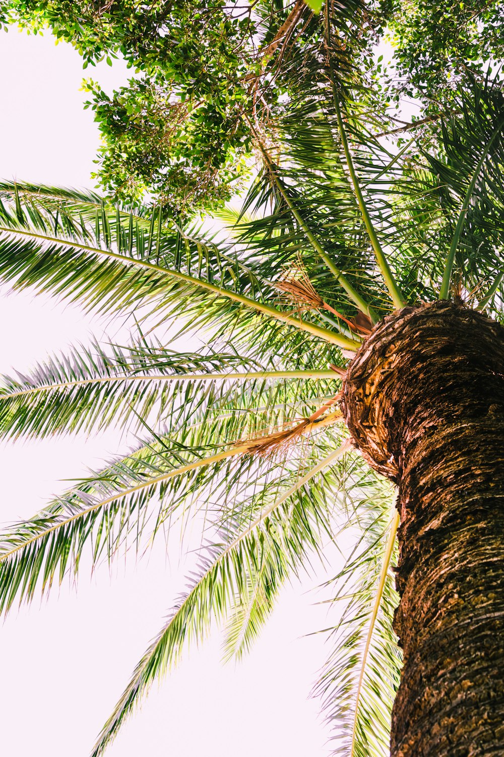 green palm tree during daytime