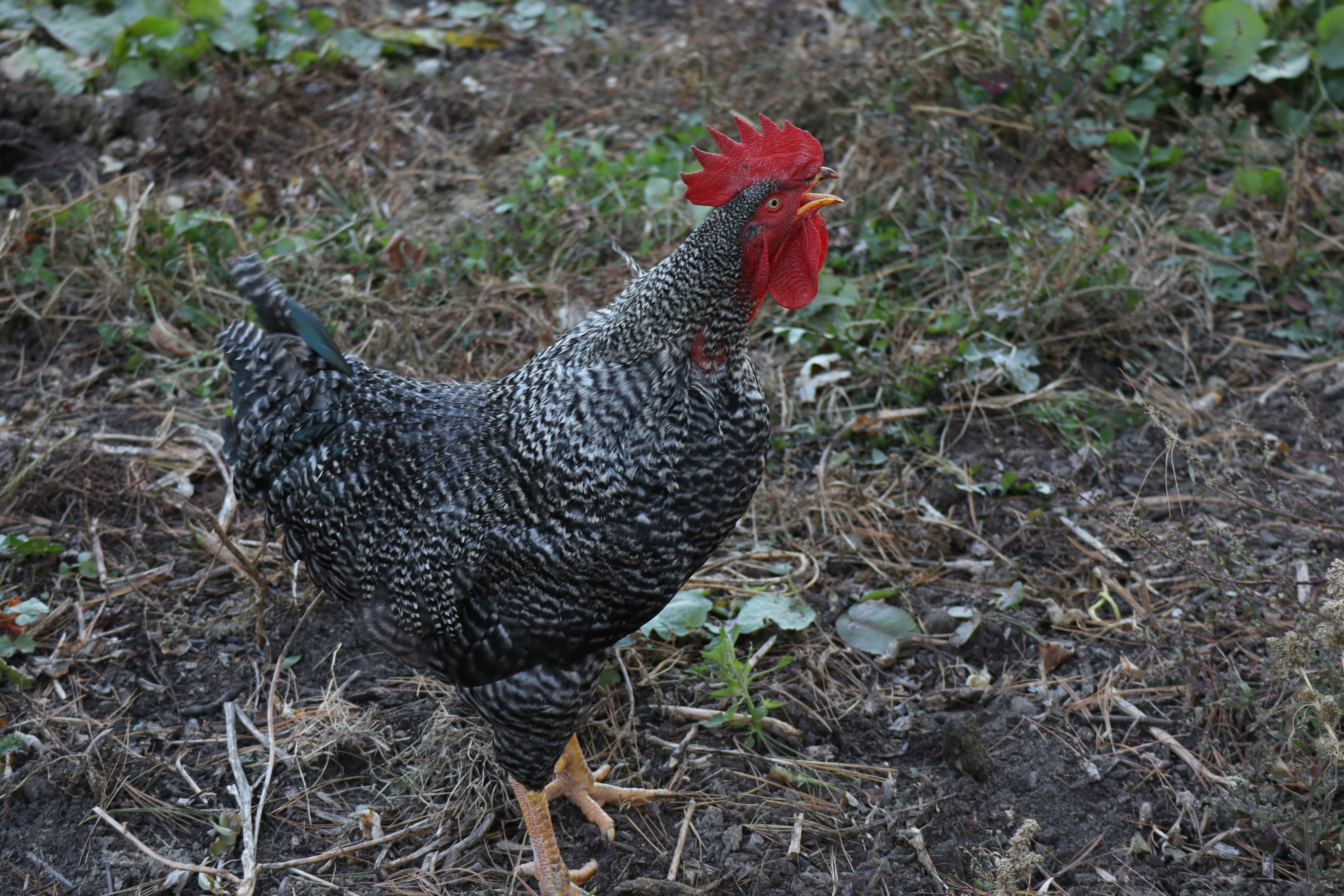 black and white chicken on green grass during daytime