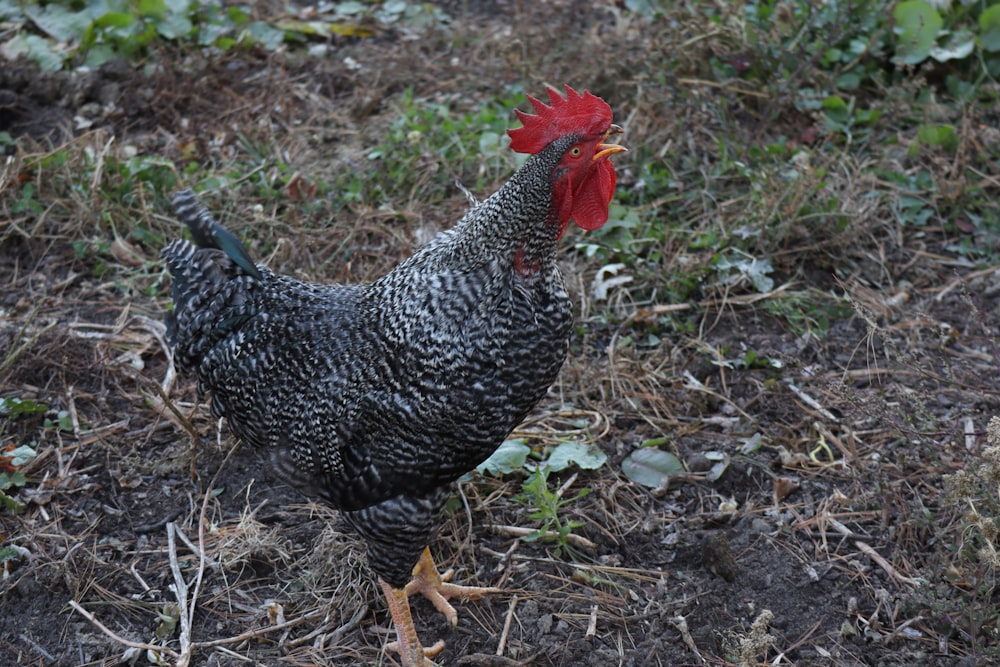 black and white chicken on green grass during daytime