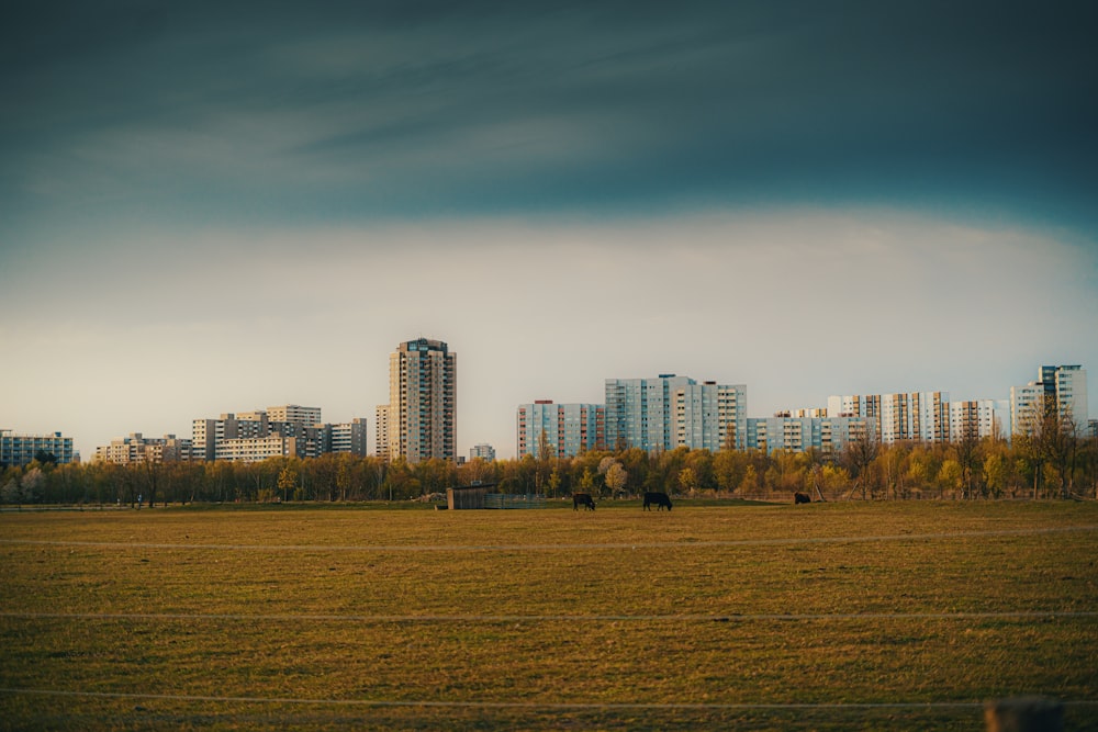 green grass field near city buildings during daytime