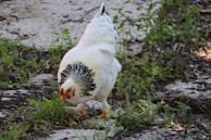 A cheerful chicken pecking at the ground in a backyard.