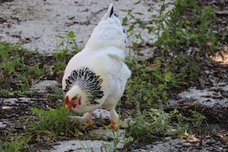 A cheerful chicken pecking at the ground in a backyard.