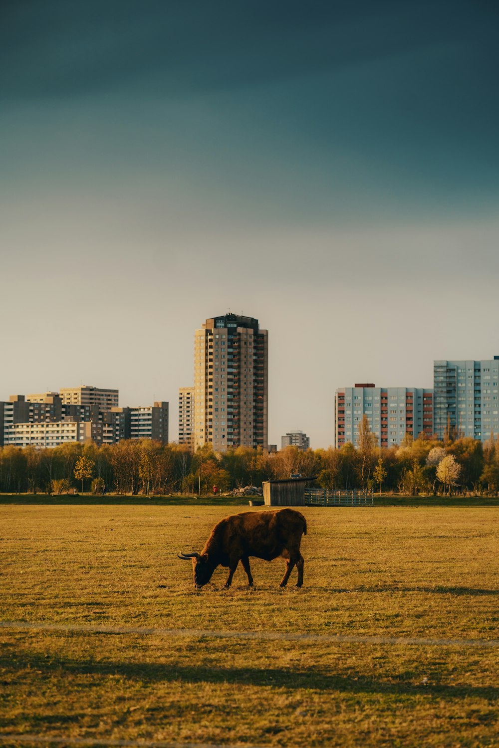 brown horse on green grass field during daytime