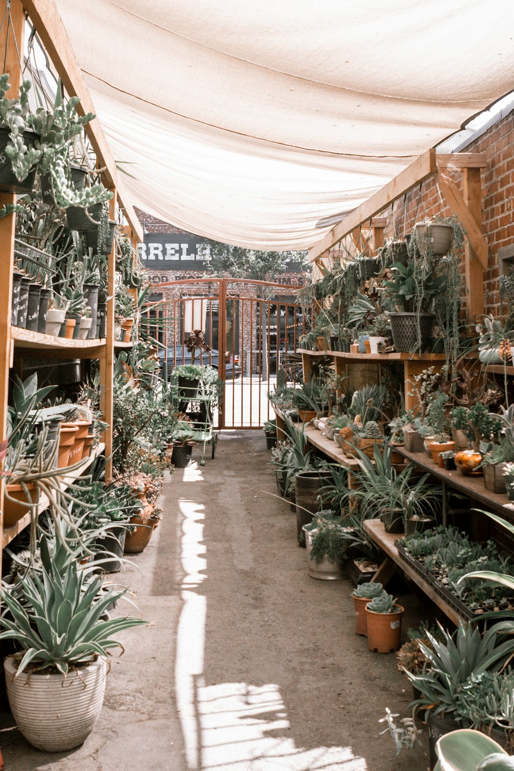 green plants on brown wooden shelf