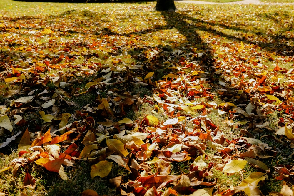 brown leaves on green grass field during daytime