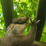 A squirrel is seen interacting with a mesh screen, its nose and paw pressing against it. The background features lush green foliage, suggesting a natural setting.