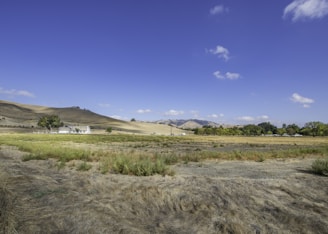 green grass field under blue sky during daytime