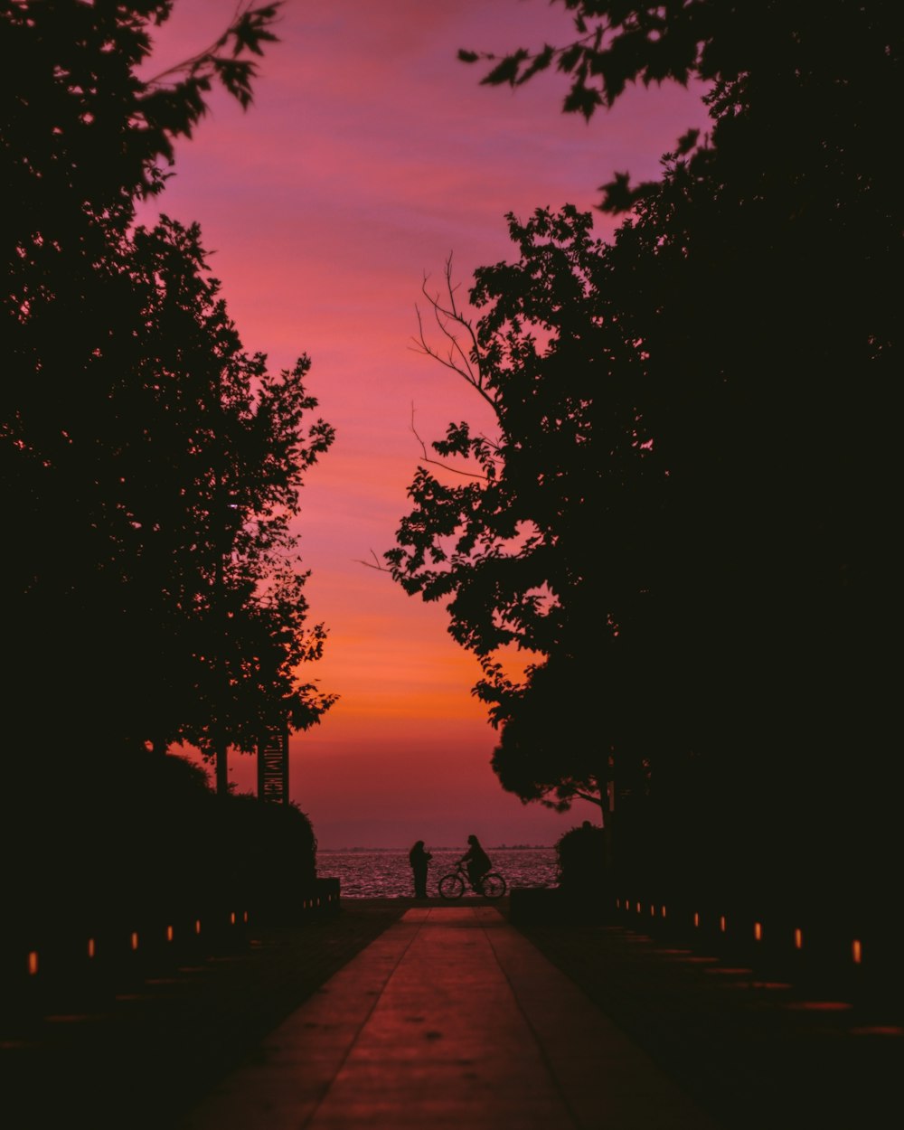 silhouette of trees during sunset