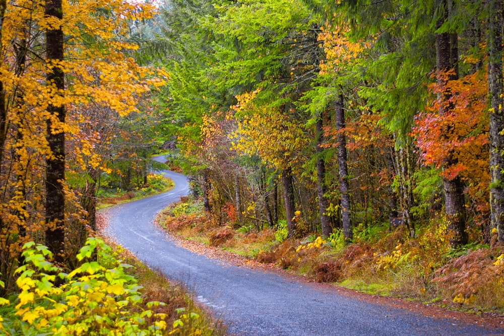 gray concrete road between green trees during daytime