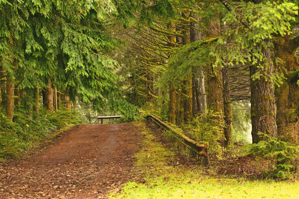 brown dirt road in between green trees during daytime