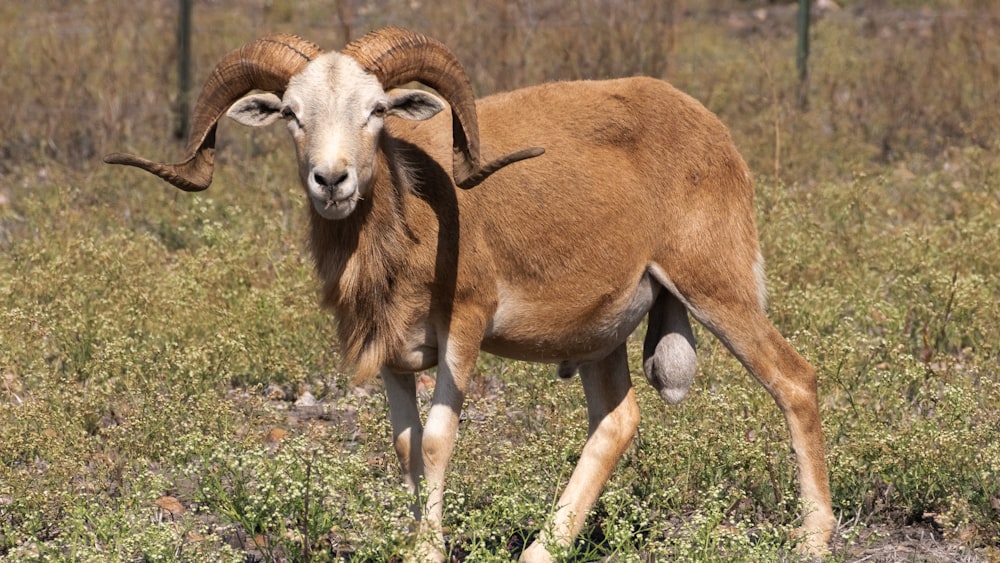 brown ram on green grass during daytime