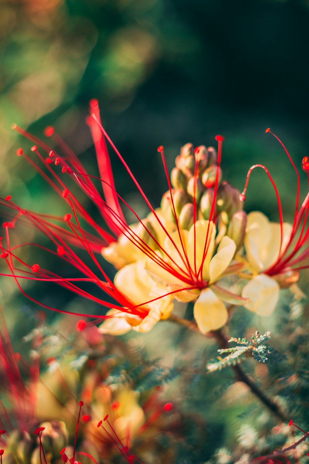 yellow flower in tilt shift lens