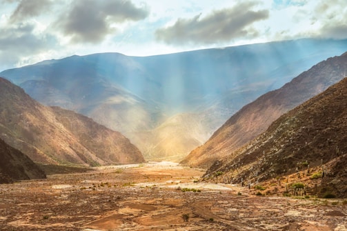 Sunlight filtering through desert shrubs on an untouched New Mexico plot.