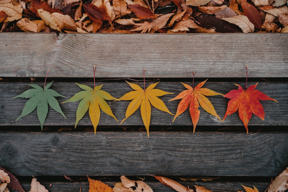 brown leaves on brown wooden plank