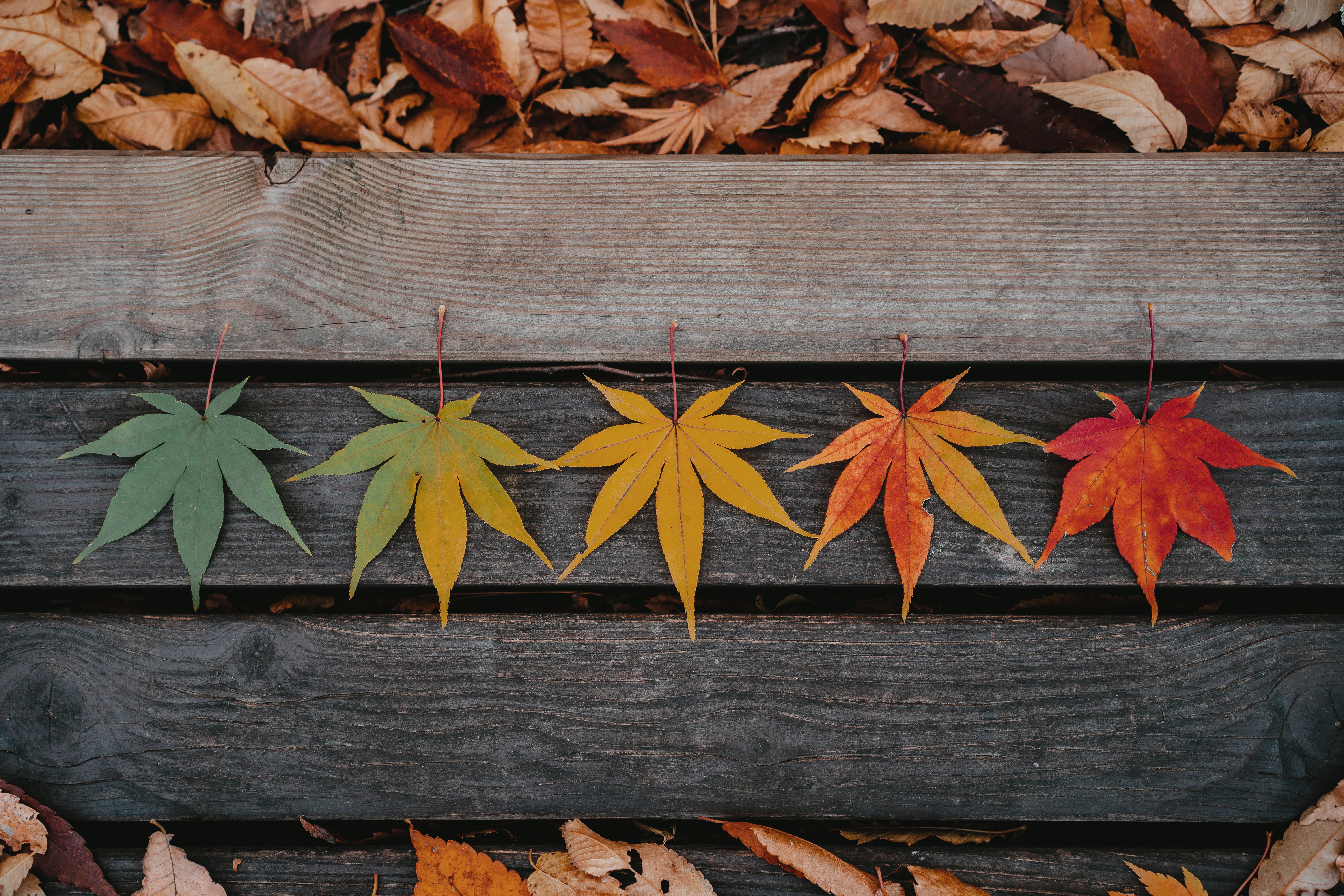 Image décorative représentant 5 feuilles d'arbres posées sur un banc. Les feuilles sont de couleurs différentes, formant un dégradé du vert au marron en passant par le jaune pour représenter les saisons.