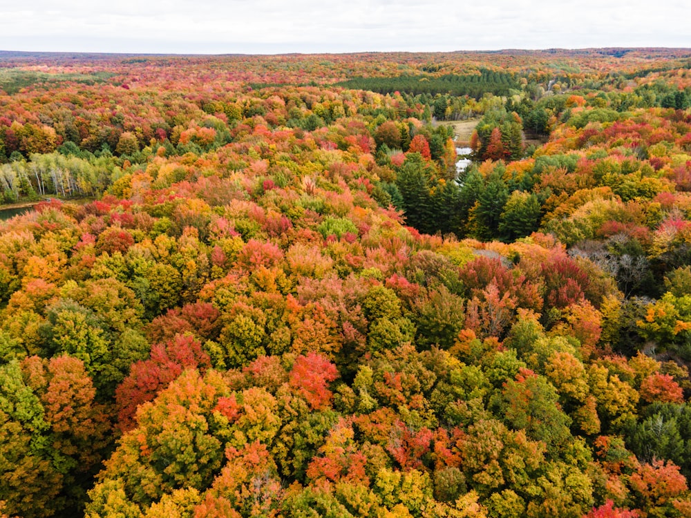 green and orange trees under white sky during daytime