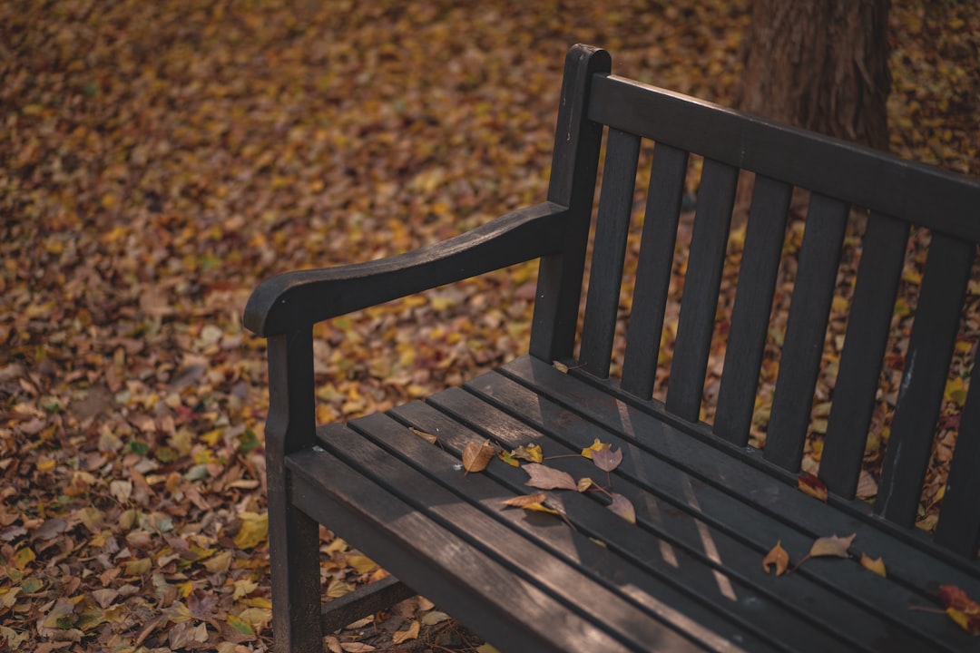 brown wooden bench on brown dried leaves