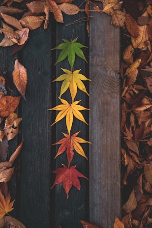 A row of colorful maple leaves transitioning from green to red is arranged neatly on wooden boards, surrounded by an array of scattered brown leaves.