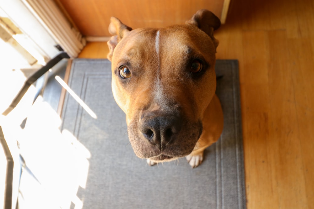 brown and white short coated dog