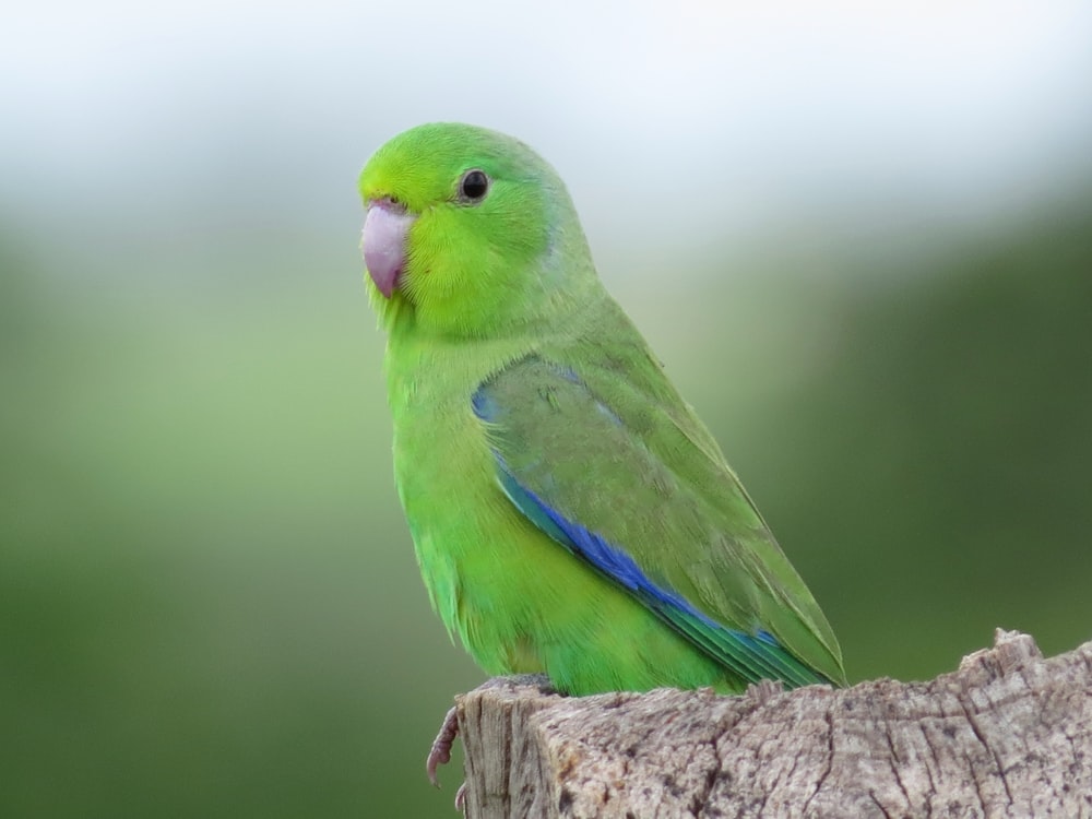 green and blue bird on brown tree branch