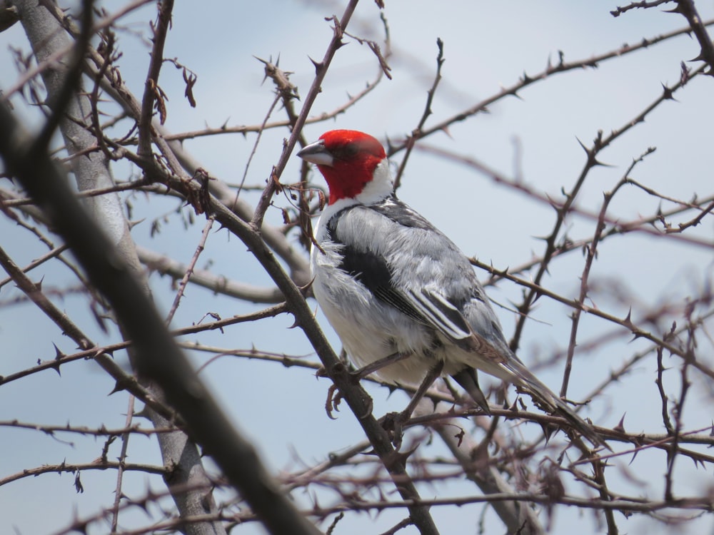 red white and black bird on brown tree branch