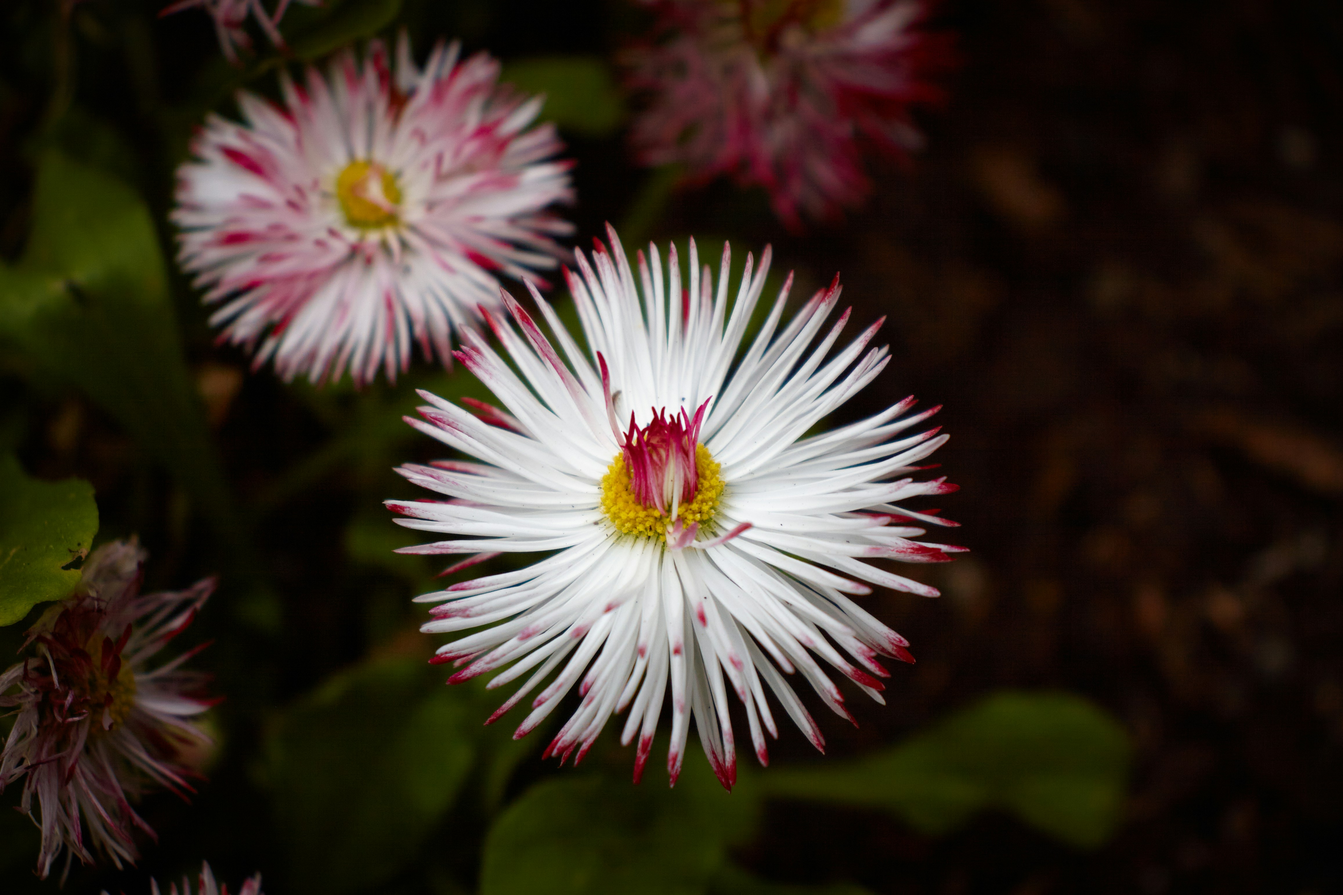 Photo by teodoramotateanu