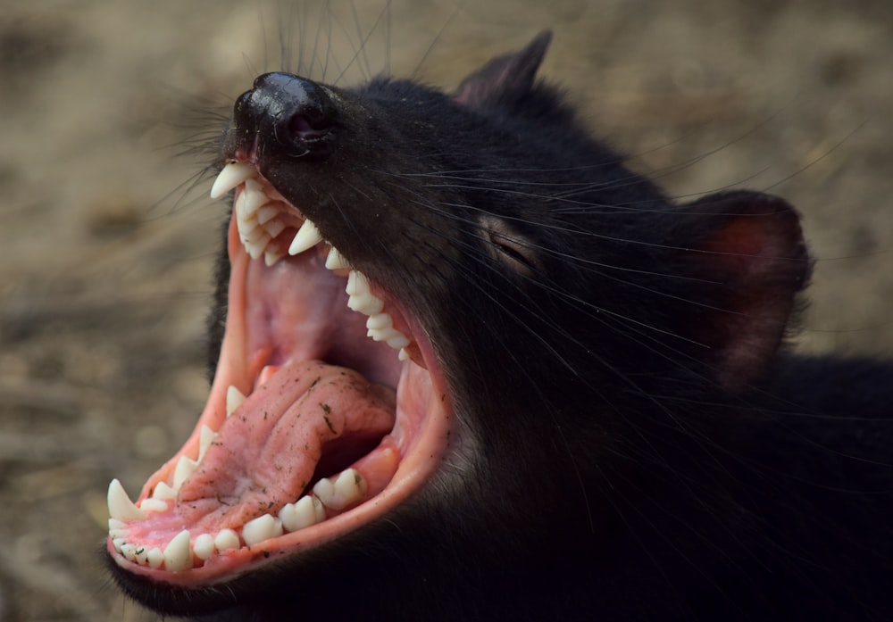 black cat opening mouth during daytime