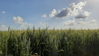 A serene view of lush green wheat fields in Hodel village under a clear blue sky.