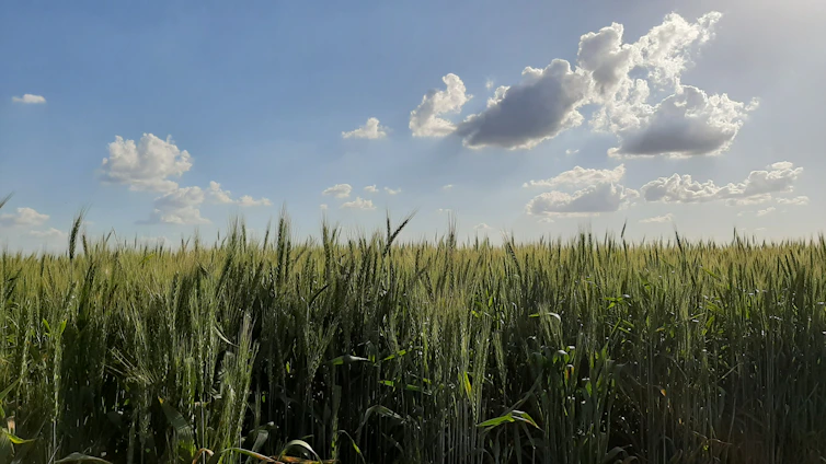 A serene view of lush green wheat fields in Hodel village under a clear blue sky.