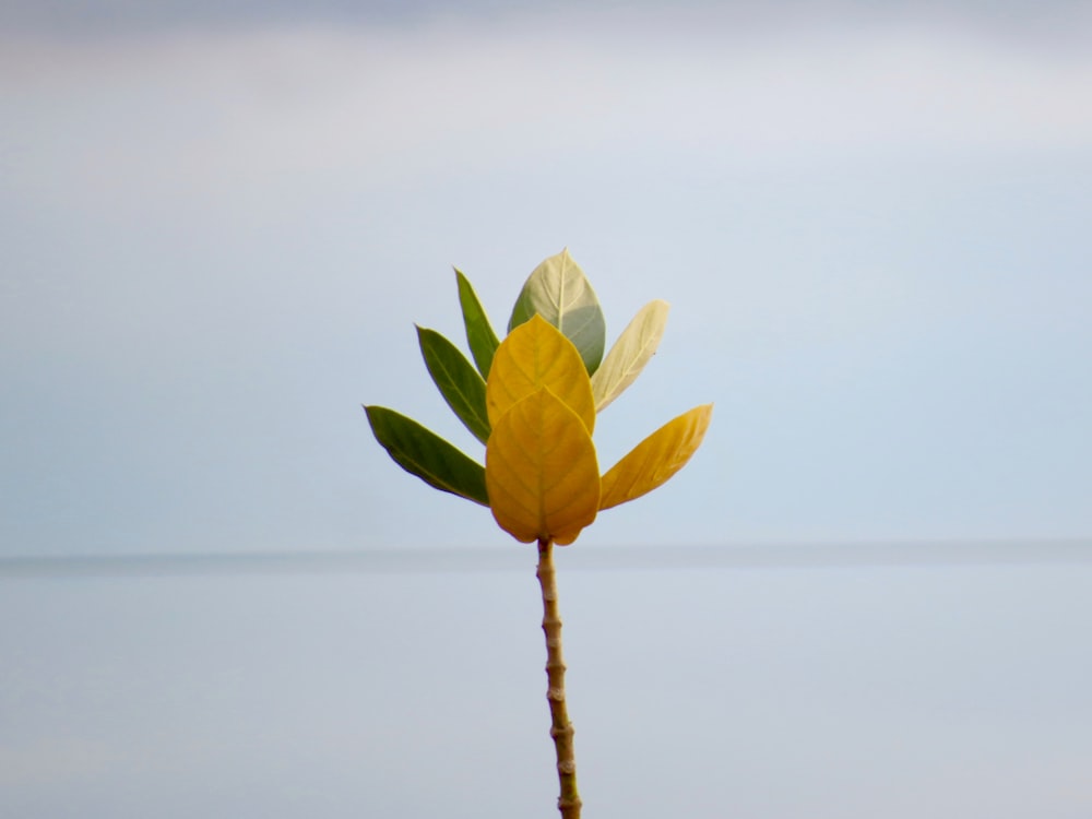 yellow and green flower on brown stick