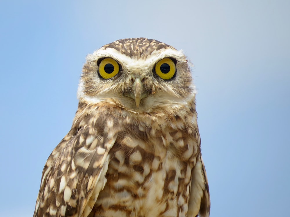 brown and white owl in close up photography