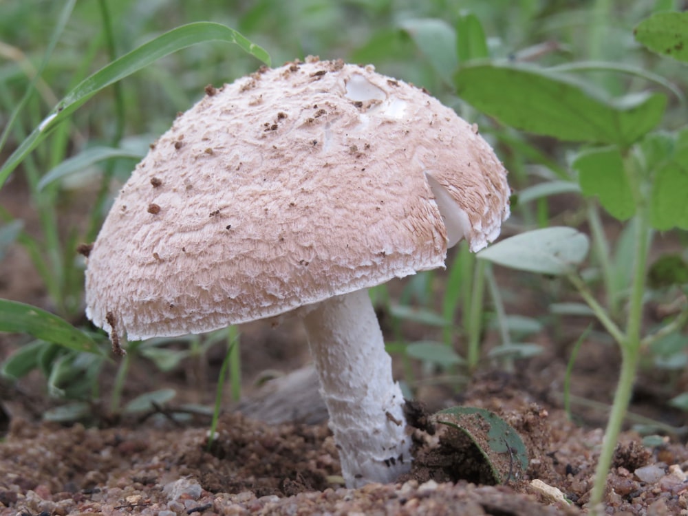 white and brown mushroom in close up photography