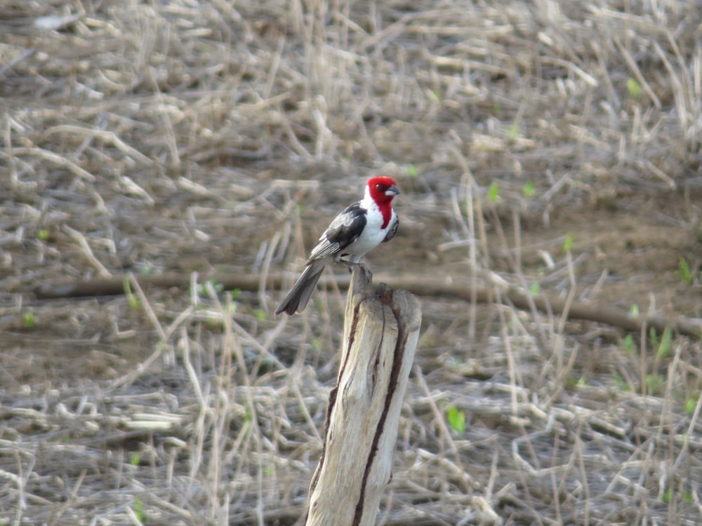 pájaro blanco y negro en palo de madera marrón durante el día