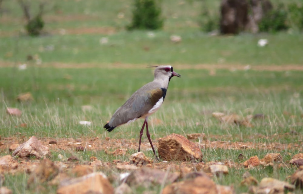 gray and white bird on brown grass during daytime