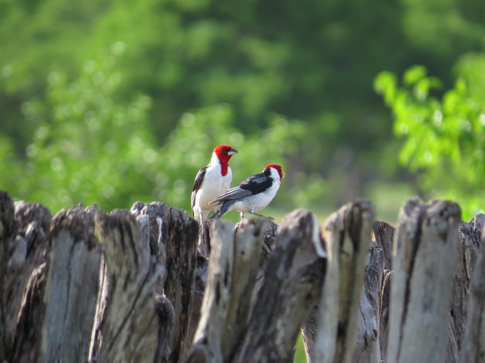 pájaro blanco y negro en la cerca de madera marrón durante el día