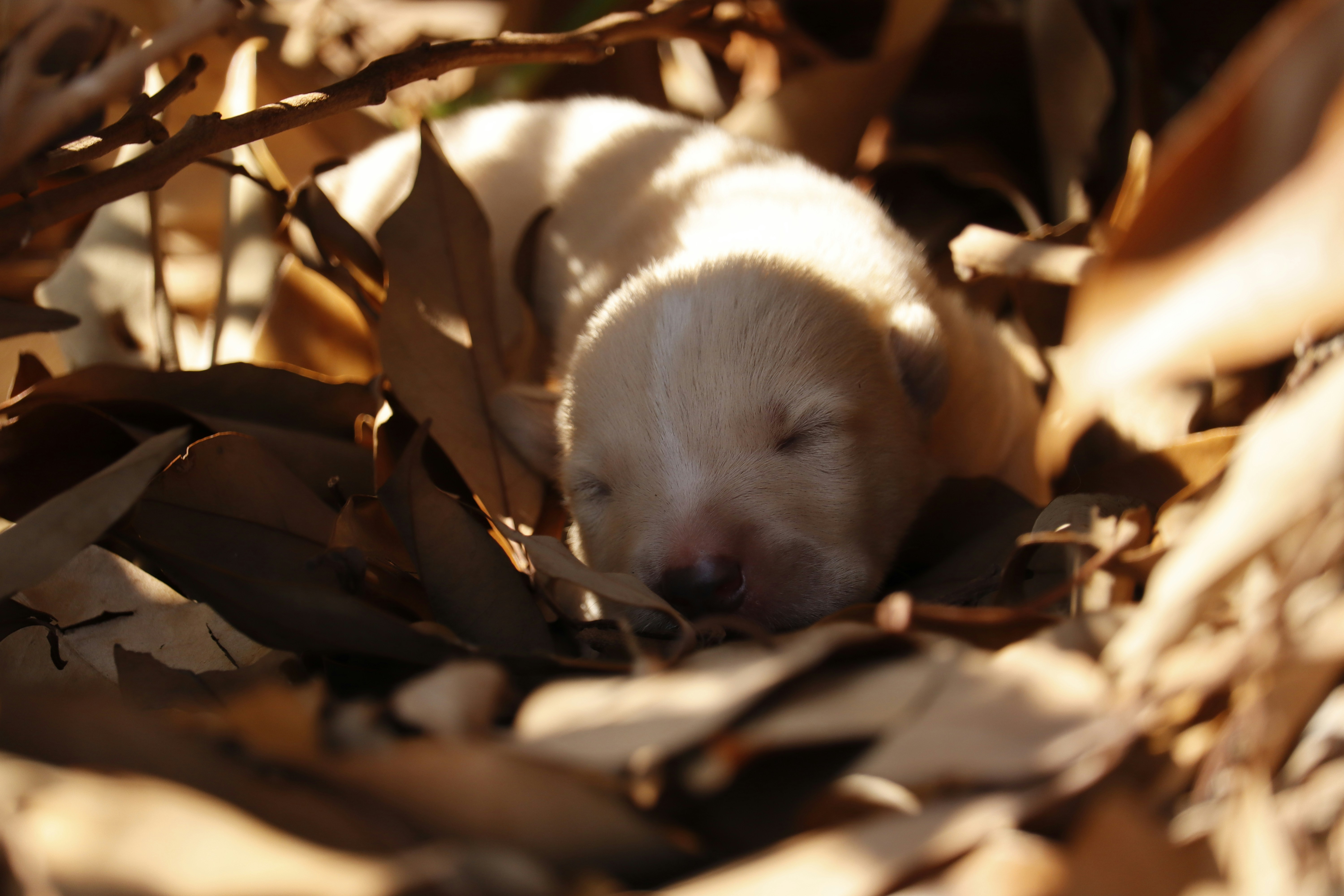 white short coated dog on brown leaves