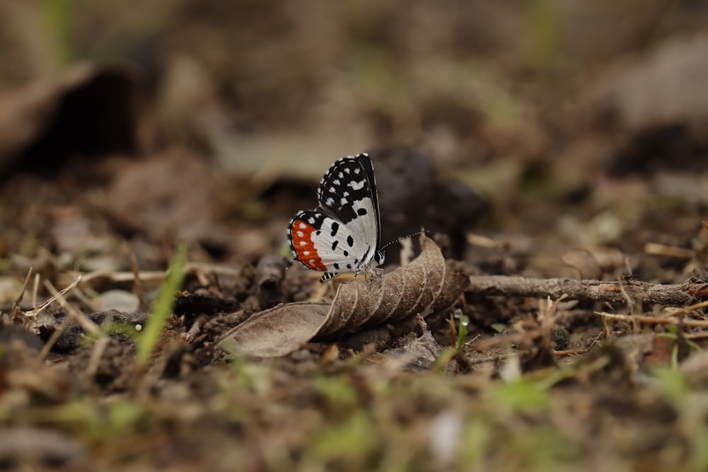 mariposa en blanco y negro en hoja seca marrón en fotografía de primer plano durante el día