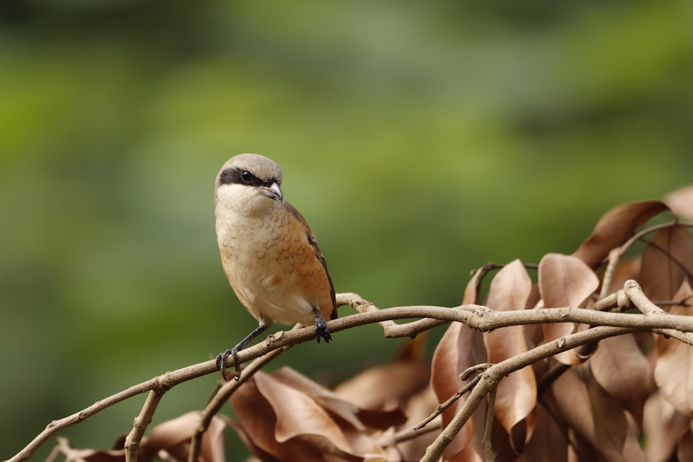 brown and white bird on brown tree branch during daytime